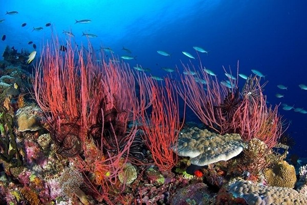 關(guān)愛海洋 保護珊瑚 愛護我們的大海